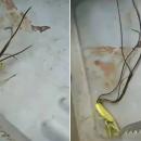 αλογάκι της Παναγίας