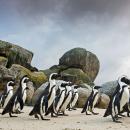 αφρικανικοί πιγκουίνοι