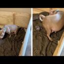 γέννηση κουταβιού