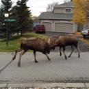 ελάφια μου μαλώνουν