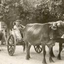 κάρο με βόδια