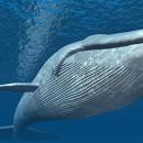 μπλε φάλαινες