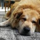 σκύλος Σωκράτης