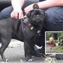 σκύλος σε τροχαίο