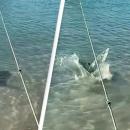 σκύλος τα βάζει με καρχαρία