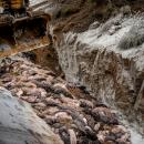 σφαγή των βιζόν στη Δανία