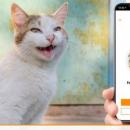 MeowTalk