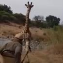 Εξαγριωμένη καμηλοπάρδαλη