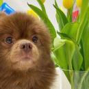 Πομεράνιαν