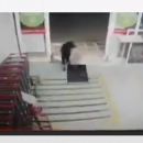 Σκύλος κλέφτης