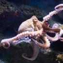 Χταπόδι ρίχνει μπουνιές