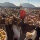 αδέσποτα στο Ιράν