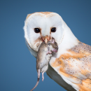 κουκουβάγια