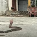 κόμπρες στην αυλή