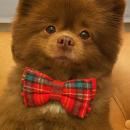 μικρό Πομεράνιαν