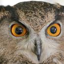 Το βλέμμα της κουκουβάγιας