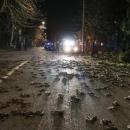 νεκρά πουλιά στη Ρώμη