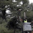 πεσμένων δέντρων