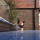 σκύλος σε πινγκ πονγκ