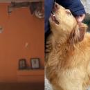 σκύλος Ελασσόνα