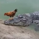 κόκορας σε κροκόδειλο