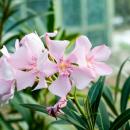 πικροδαφνη