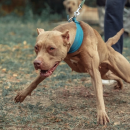 Σκύλος επιτίθεται