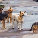 αδέσποτα σκυλιά