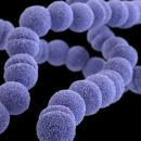 στρεπτόκοκκος