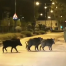 αγριογούρουνα