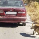 κακοποίηση ζώου