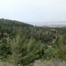 Δάσος