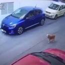 καψερό σκυλάκι