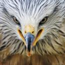 κουκουβάγια