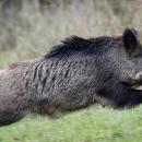 αγριόχοιροι