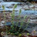 Micromeria acropolitana