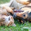 dog cat