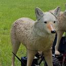 Coyote-Rovers