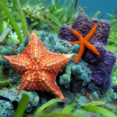 asterias