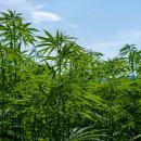 Καλλιέργεια κάνναβης