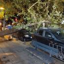 Τούμπα - Δέντρο 