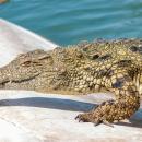 Κροκόδειλος σε πισίνα