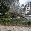 Πτώση Δέντρων Θεσσαλονίκη