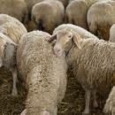 Στάνη προβάτων