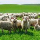 Σκάνδαλο ΟΠΕΚΕΠΕ