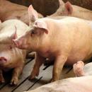 πανώλη χοίρων