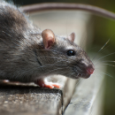  Hantavirus