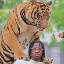 tiger