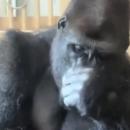 gorillas