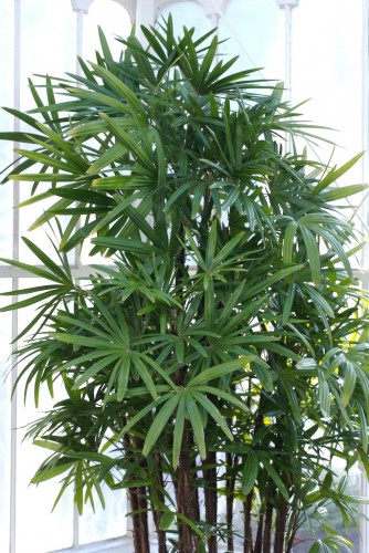 Rhapis excelsa